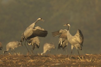 Two cranes seem to be challenging each other, standing side by side, crane (Grus grus) wildlife,