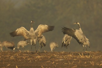 Cranes, some of which spread their wings against a foggy backdrop, crane (Grus grus) wildlife,