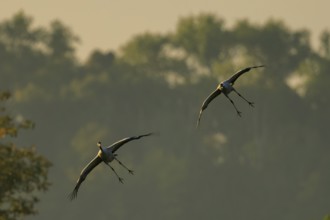 Two cranes flying in front of hazy trees in the morning light, Crane (Grus grus) wildlife, Western