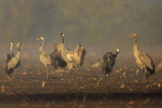 Cranes in a field, one spreading its wings, crane (Grus grus) wildlife, Western Pomerania Lagoon