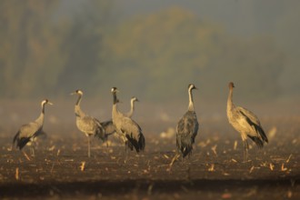 Group of cranes in the morning haze in a field, crane (Grus grus) wildlife, Western Pomerania