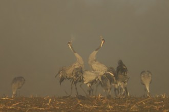 Two cranes dance with raised wings in a foggy atmosphere, crane (Grus grus) wildlife, Western