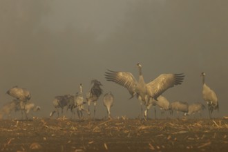 Group of cranes with spread wings at foggy dawn, crane (Grus grus) wildlife, Western Pomerania