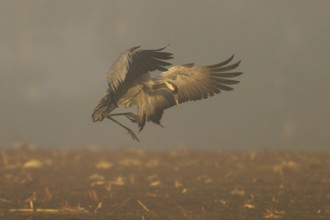 A crane flies with spread wings through the foggy morning, crane (Grus grus) wildlife, Western