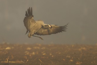 A crane flying with spread wings in a foggy landscape, crane (Grus grus) wildlife, Western