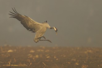 A crane hovers above the ground in a foggy autumn scene, Crane (Grus grus) wildlife, Western