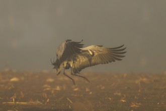 A crane in the air with wings spread over foggy ground, crane (Grus grus) wildlife, Western