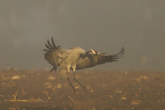 A crane landing with spread wings in a foggy landscape, crane (Grus grus) wildlife, Western