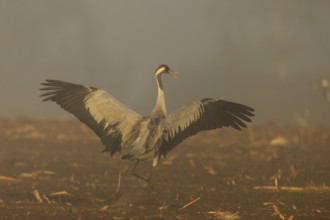 A single crane shows its wings in the morning fog, crane (Grus grus) wildlife, Western Pomerania