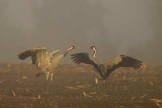 Two cranes talking with spread wings in a foggy atmosphere, crane (Grus grus) wildlife, Western