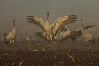 Cranes with spread wings in a foggy morning mood in autumn, crane (Grus grus) wildlife, Western