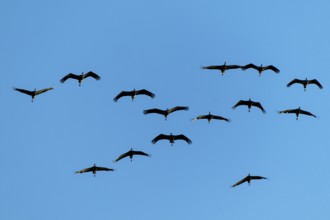 A group of cranes flying in formation against a clear blue sky, Crane (Grus grus) wildlife, Western