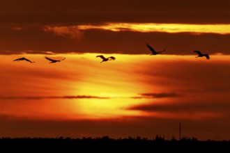 Cranes flying in front of a dramatic sunset, crane (Grus grus) wildlife, Western Pomerania Lagoon