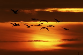 Flock of birds against the orange evening sky, crane (Grus grus) wildlife, Western Pomerania Lagoon