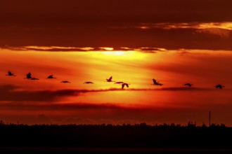 Birds fly over the horizon at dramatic sunset, crane (Grus grus) wildlife, Western Pomerania Lagoon