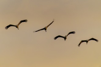 Four cranes flying against the orange evening sky, crane (Grus grus) wildlife, Western Pomerania
