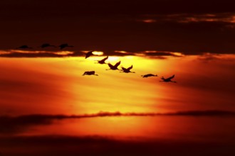 Flock of birds flying against a dramatic sunset backdrop, crane (Grus grus) wildlife, Western