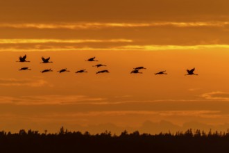 Cranes fly over the horizon in an orange sky, crane (Grus grus) wildlife, Western Pomerania Lagoon