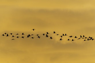 Flock of birds at sunset, calm atmosphere, crane (Grus grus) wildlife, Western Pomerania Lagoon