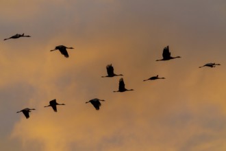 Birds flying at sunset, orange sky, crane (Grus grus) wildlife, Western Pomerania Lagoon Area