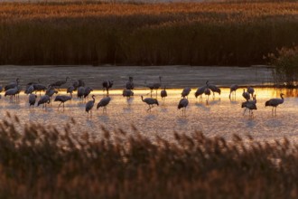 Cranes stand in water at dusk, surrounded by reeds, crane (Grus grus) wildlife, Western Pomerania