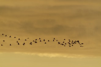 Flock of birds in the sky at dusk, crane (Grus grus) wildlife, Western Pomerania Lagoon Area