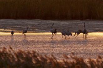 Cranes at dusk in water surrounded by reeds, crane (Grus grus) wildlife, Western Pomerania Lagoon