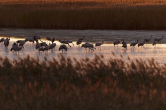 Cranes standing in water surrounded by reeds in the evening, crane (Grus grus) wildlife, Western
