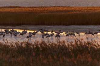 Cranes on water at dusk with reeds, crane (Grus grus) wildlife, Western Pomerania Lagoon Area