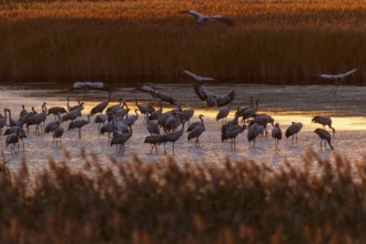 Group of cranes standing in water during sunset, crane (Grus grus) wildlife, Western Pomerania