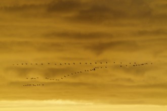 A group of birds flying in the evening sky in orange light, Crane (Grus grus) wildlife, Western