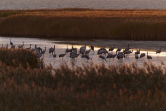 Large group of cranes on the water at sunset, crane (Grus grus) wildlife, Western Pomerania Lagoon
