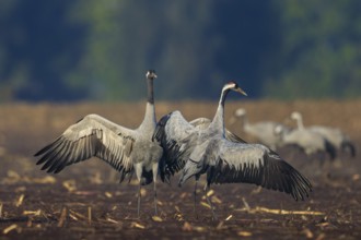 A pair of cranes in a field with raised wings, crane (Grus grus) wildlife, Western Pomerania Lagoon