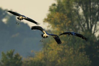 Cranes fly in front of trees in soft morning light, Crane (Grus grus) wildlife, Western Pomerania