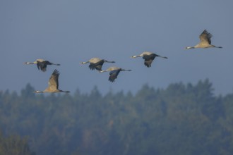 Cranes flying in a blue sky over a forest, crane (Grus grus) wildlife, Western Pomerania Lagoon
