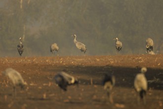 Group of cranes standing in a foggy field in the distance, crane (Grus grus) wildlife, Western