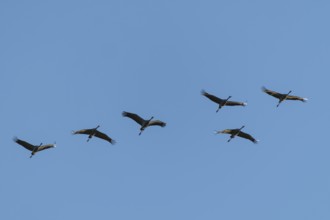 Six cranes flying in formation in bright blue sky, Crane (Grus grus) wildlife, Western Pomerania