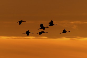 Flying cranes in silhouette against a warm orange evening sky, crane (Grus grus) wildlife, Western