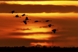 Cranes fly in front of a bright orange sunset sky, crane (Grus grus) wildlife, Western Pomerania