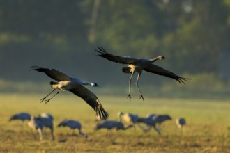 Two cranes flying over a meadow with other birds in the background, crane (Grus grus) wildlife,