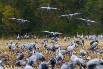 Large cluster of cranes in a field with trees in the background, crane (Grus grus) wildlife,