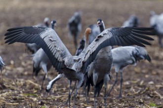 Cranes present their wings grouped in a field, crane (Grus grus) wildlife, Western Pomerania Lagoon