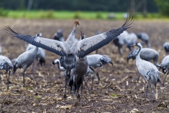 Cranes spread wings in an autumnal field, crane (Grus grus) wildlife, Western Pomerania Lagoon Area