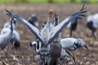 Two cranes with spread wings interacting, crane (Grus grus) wildlife, Western Pomerania Lagoon Area