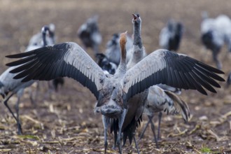 Two cranes with raised wings call together, crane (Grus grus) wildlife, Western Pomerania Lagoon