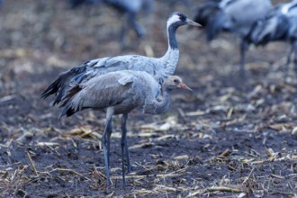 Crane parents with chicks in an autumn environment, crane (Grus grus) wildlife, Western Pomerania