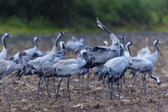 Cranes gather in a field in autumn, crane (Grus grus) wildlife, Western Pomerania Lagoon Area