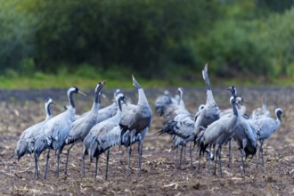 Group of cranes in an autumn landscape, crane (Grus grus) wildlife, Western Pomerania Lagoon Area
