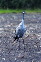 A single crane stands in an autumnal field, crane (Grus grus) wildlife, Western Pomerania Lagoon