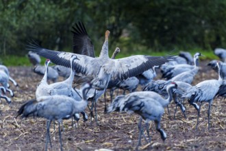 Cranes with spread wings in a field in autumn, crane (Grus grus) wildlife, Western Pomerania Lagoon